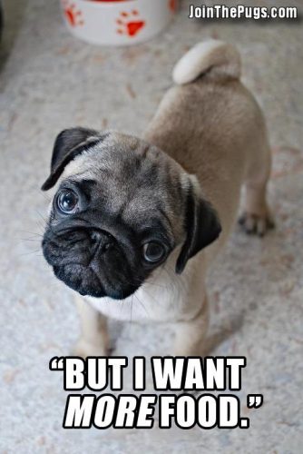 I want more food - Join the Pugs 