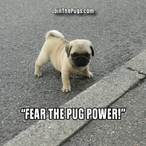 Flashback Friday November 29, 2013 - Join the Pugs 