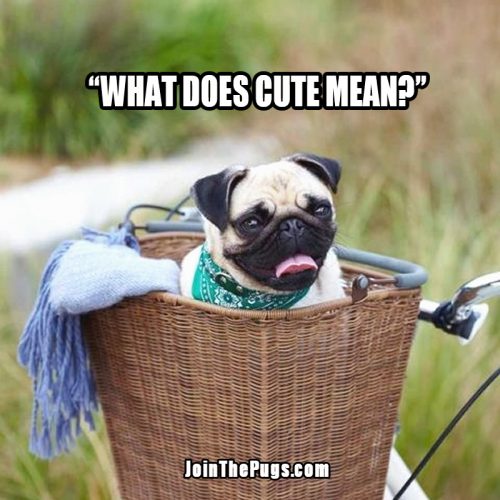 cute Pug in a basket  - Join the Pugs 