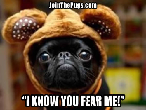 funny black puglet - Join the Pugs 