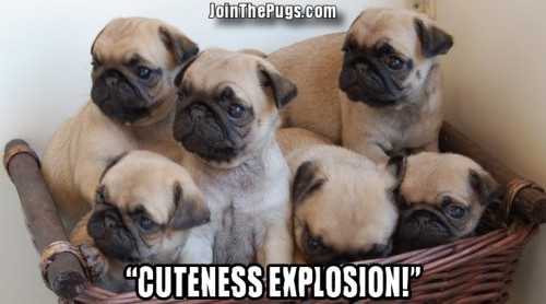 pug explosion - Join the Pugs 