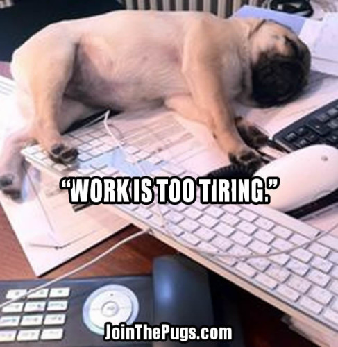 pug office space - Join the Pugs 