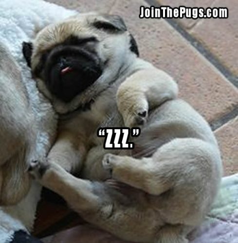 sleepy puglet - Join the Pugs 