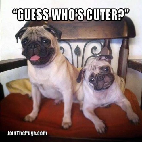 Guess who's cuter - Join the Pugs 