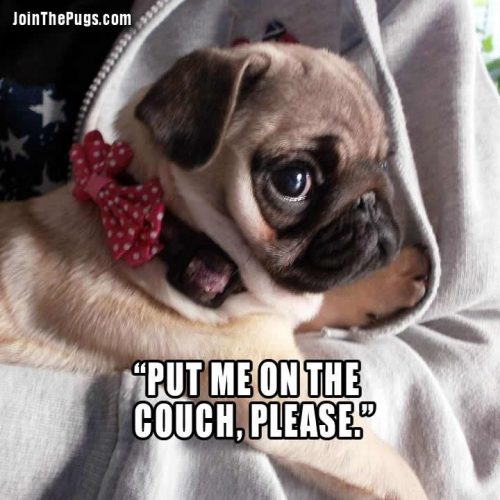 Couch Pugtato - Join the Pugs