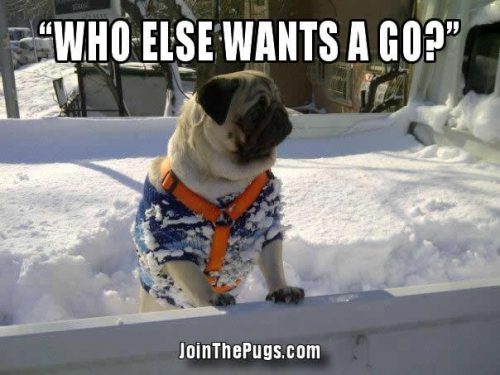 Snow Pug - Join the Pugs 