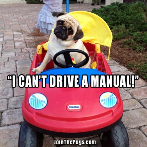I can't drive a manual - Join the Pugs