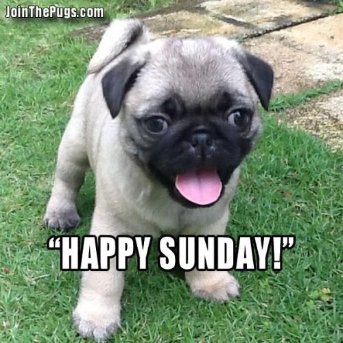 Happy, Sunday - Join the Pugs 