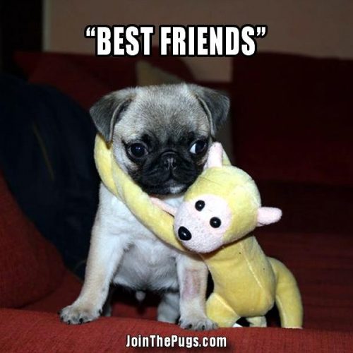 Best Friends - Join the Pugs 