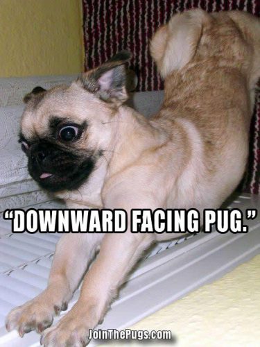 Yoga Pug - Join the Pugs 