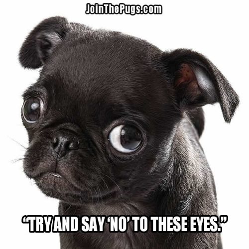 The Eyes Have Spoken - Join the Pugs 