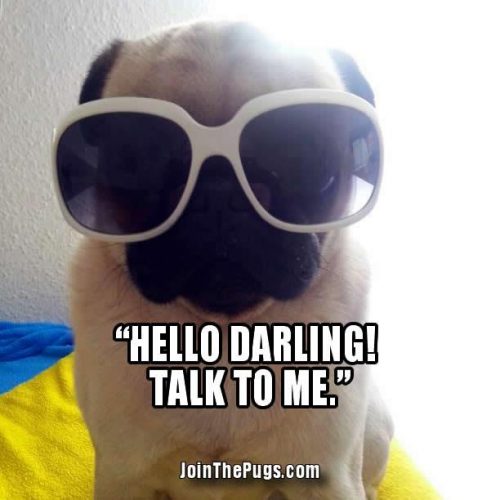 Little Diva Pug - Join the Pugs 