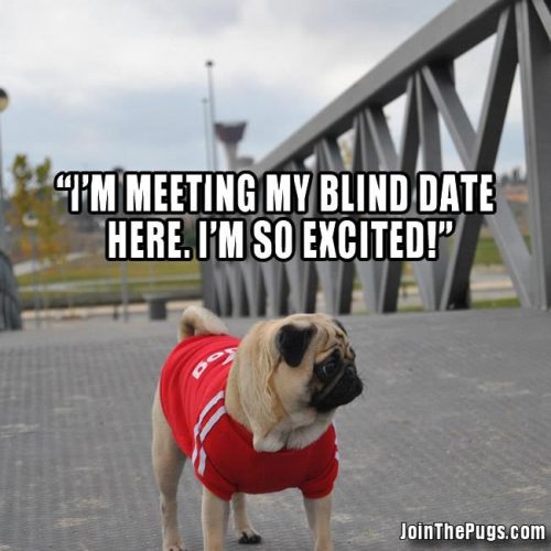 Blind Dating Pug - Join the Pugs 