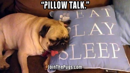 A Pug's Mantra  - Join the Pugs 