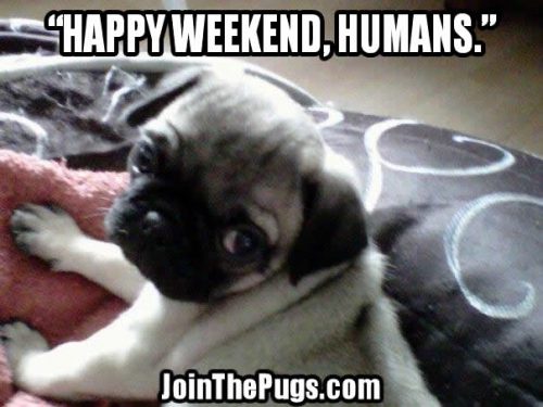 Join The Pugs