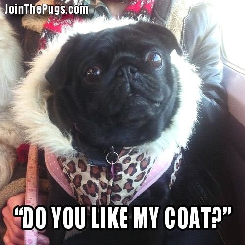 Join The Pugs  - Do you like my coat