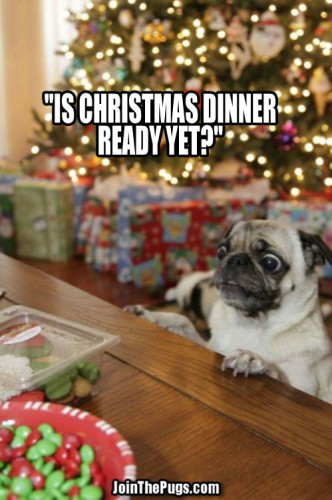 Christmas-Ready Pug - Join The Pugs