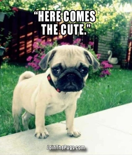 Cutie Pug - Join The Pugs