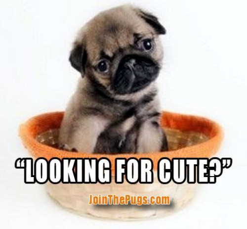Join The Pugs - (looking for cute)