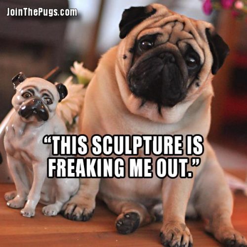 Mini Pug - Join The Pugs