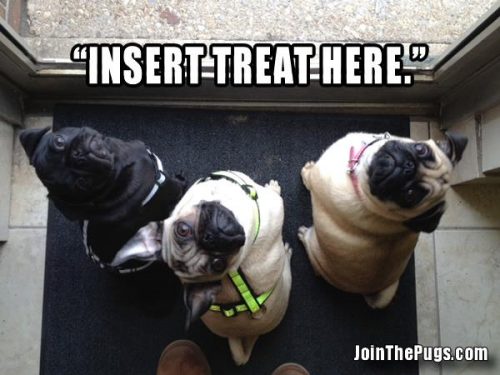 Insert Treats Here - Join the Pugs 