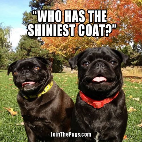 who has the shiniest coat - Join the Pugs 