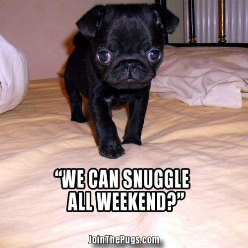 Weekend Snuggles, Anyone? - Join the Pugs 