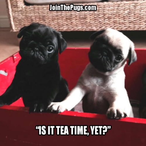 A Spot of Tea, Please! - Join the Pugs 