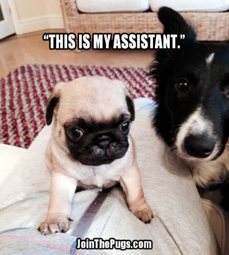 Meet the Boss & his Sidekick - Join the Pugs 