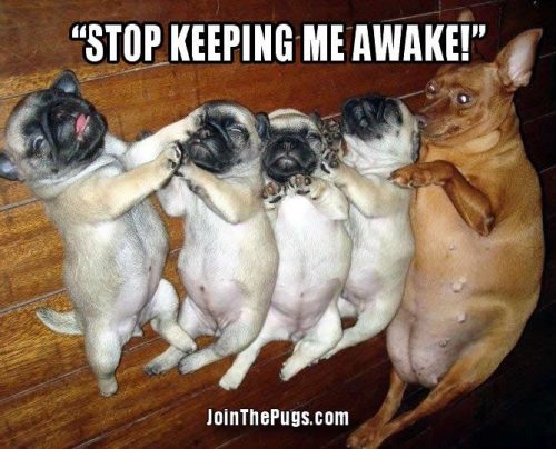 Stop keeping me awake - Join the Pugs 