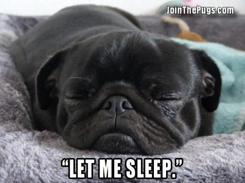 Let me sleep - Join the Pugs  