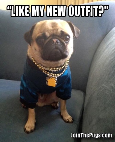 Like my new outfit - Join the Pugs 