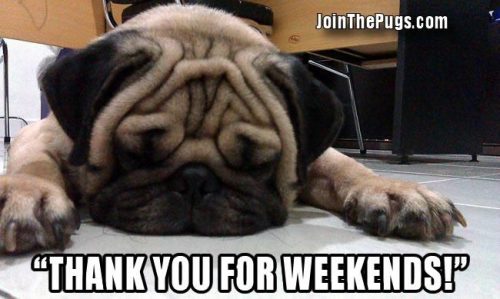 Weekend Pug - Join the Pugs 