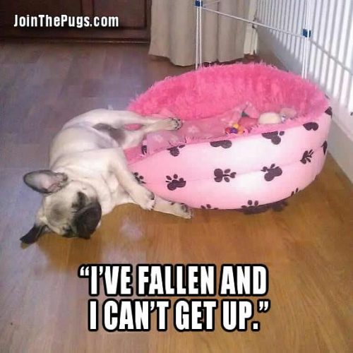I can't get up - Join the Pugs 
