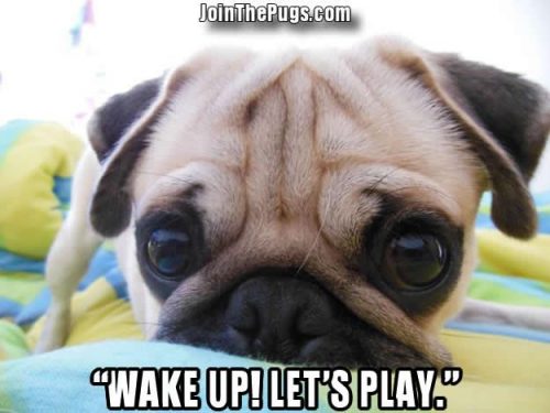 Wake up let's play - Join the Pugs