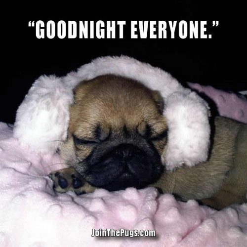 Goodnight everyone - Join the Pugs 