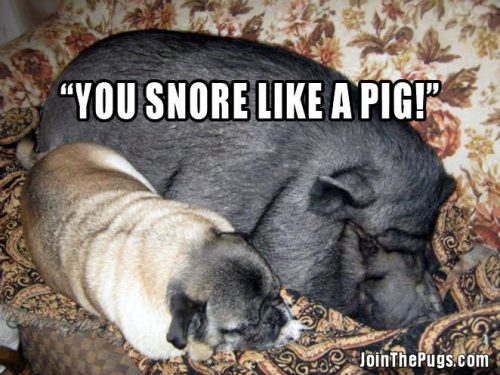 Snore like a Pug - Join the Pugs 