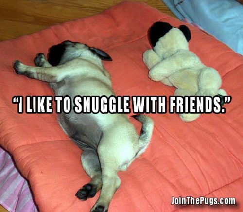 Snuggle with friends - Join the Pugs 