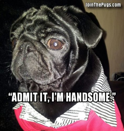 One Handsome Pug - Join the Pugs 