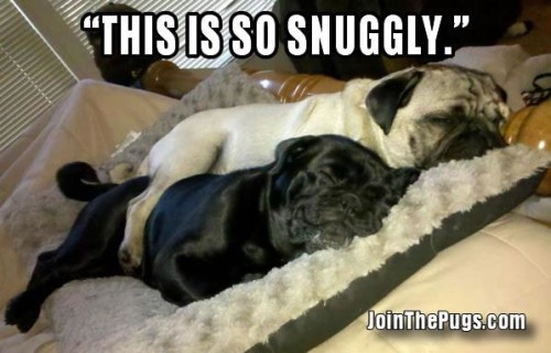 Snuggle Pugs - Join the Pugs 