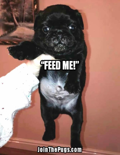 Pug's First Words - Join the Pugs 