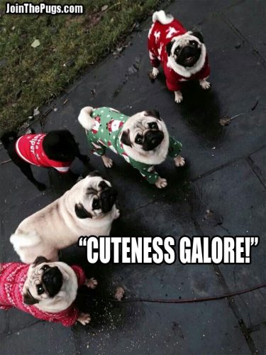 Cuteness Galore - Join the Pugs 