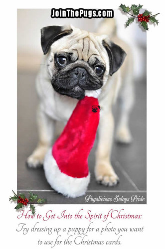 Christmas Pug - Join the Pugs 