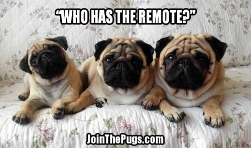 Who has the remote - Join the Pugs