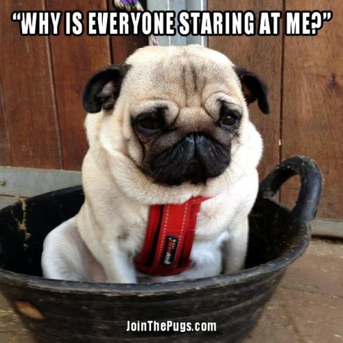 why is everyone staring at me - Join the Pugs 