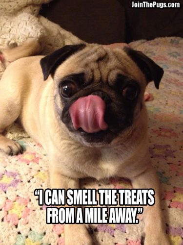 Treats Sniffer- Join the Pugs 