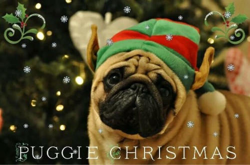 Christmas Pug-Elf - Join the Pugs 