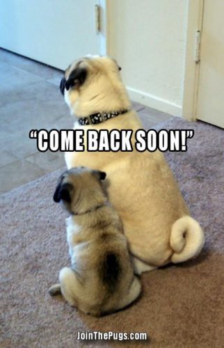 Come back soon - Join the Pugs 