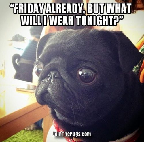 What will i wear tonight  - Join the Pugs