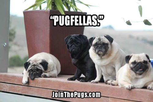 Pugfellas - Join the Pugs - Pug Power